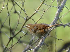 Thryophilus pleurostictus