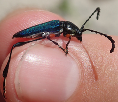 Helymaeus notaticollis