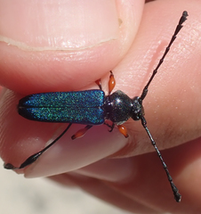 Helymaeus notaticollis