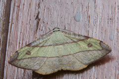 Hypochrosis hyadaria