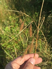 Carex paleacea