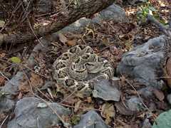 Crotalus culminatus
