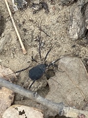 Eumesosoma