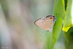 Catochrysops panormus exiguus