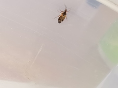 Anthocoris nemoralis