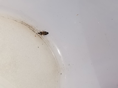 Anthocoris nemoralis