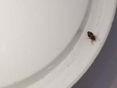 Anthocoris nemoralis