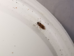 Cymus melanocephalus