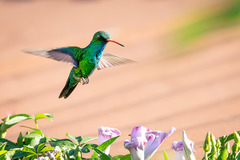 Chlorostilbon lucidus