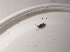 Cymus melanocephalus