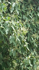 Buddleja cordata