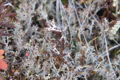 Masonhalea richardsonii