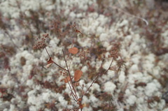Spiraea beauverdiana