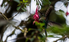 Opisthoprora euryptera