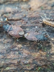 Drymus brunneus
