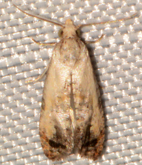 Cochylis bucera