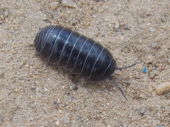 Armadillidium vulgare