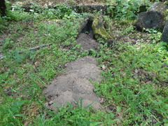 Cratogeomys merriami
