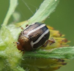 Calligrapha bidenticola