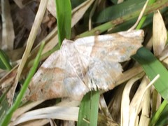 Endropiodes indictinaria