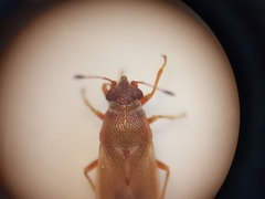 Cymus melanocephalus