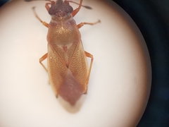 Cymus melanocephalus