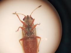 Cymus melanocephalus