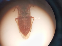 Cymus melanocephalus