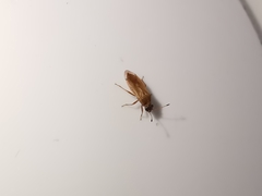 Cymus melanocephalus