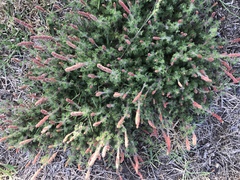 Acalypha radians