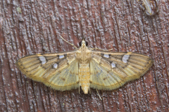 Cotachena