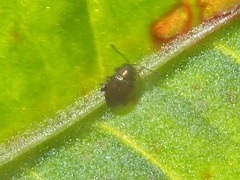 Chaetocnema concinna