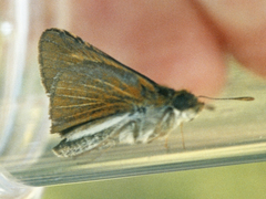 Euphyes bimacula