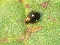 Chaetocnema concinna