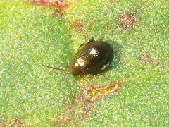 Chaetocnema concinna