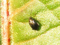 Chaetocnema concinna