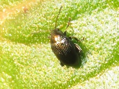 Chaetocnema concinna