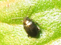 Chaetocnema concinna