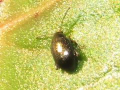 Chaetocnema concinna