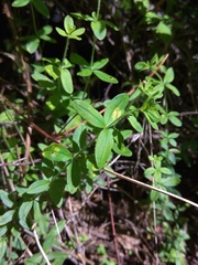Cruciata glabra krylovii