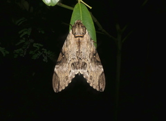 Psilogramma discistriga