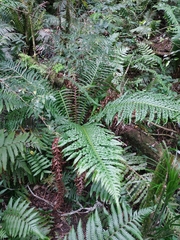 Goniopteris riograndensis