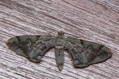 Hypochrosis pyrrhophaeata