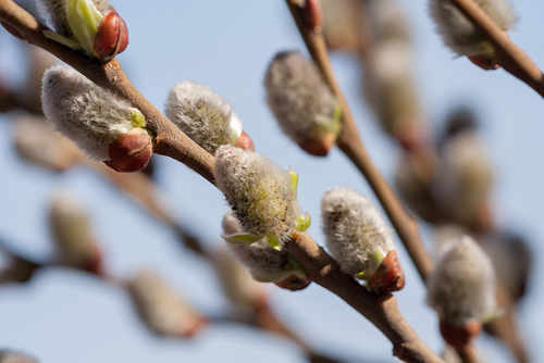 Paprastoji blindė nuotrauka
