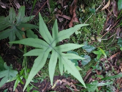 Doryopteris
