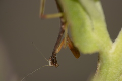 Mantidae