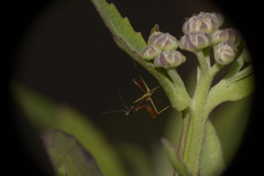 Mantidae