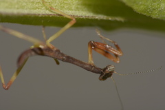 Mantidae