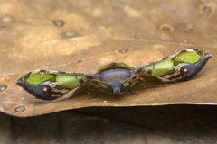 Fascellina