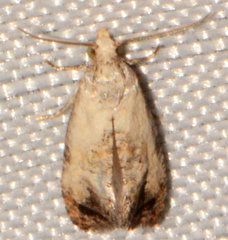 Cochylis bucera
